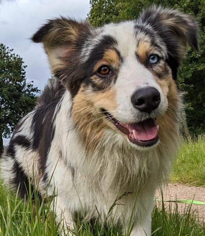 Succesvol bijsturen uitvalgedrag bij een werklustige Australian Shepherd